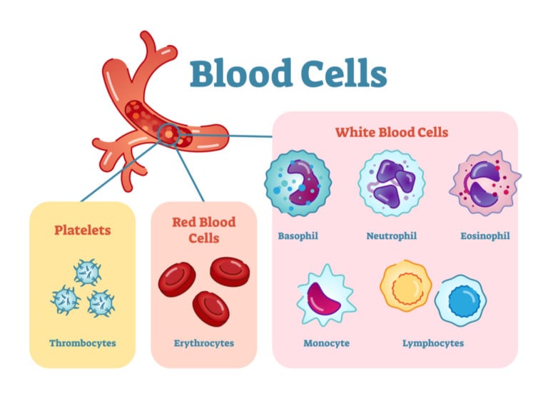 The Soul is in the Blood | Torah and Science